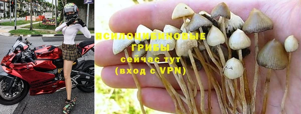 стаф Арсеньев